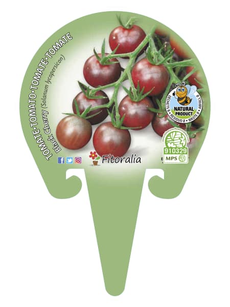 Tomate black cherry - Planta de huerto