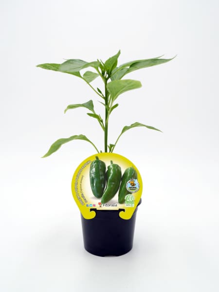 Pimiento de Gernika - Planta de huerto