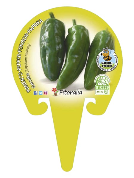 Pimiento de Gernika - Planta de huerto