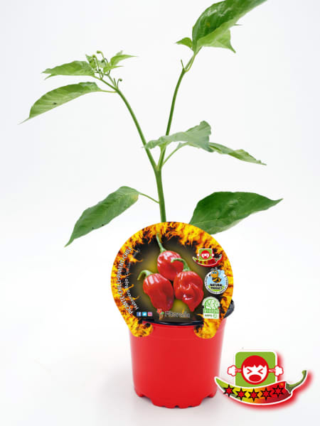 Pimiento Muy Picante Habanero Rojo - Planta de huerto