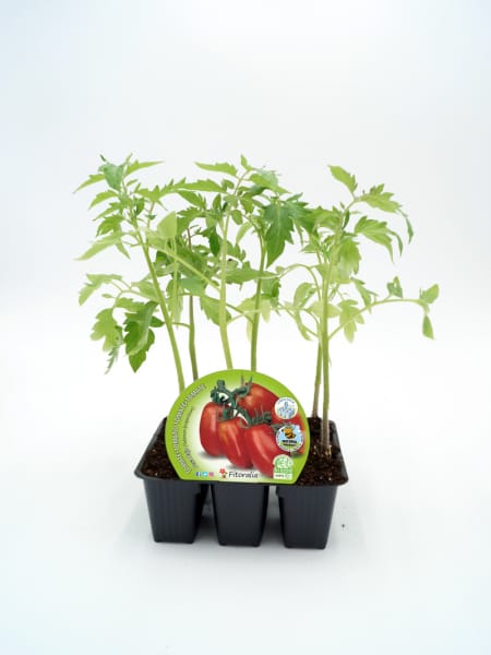 Tomate Pera Mata Baja - Planta de huerto