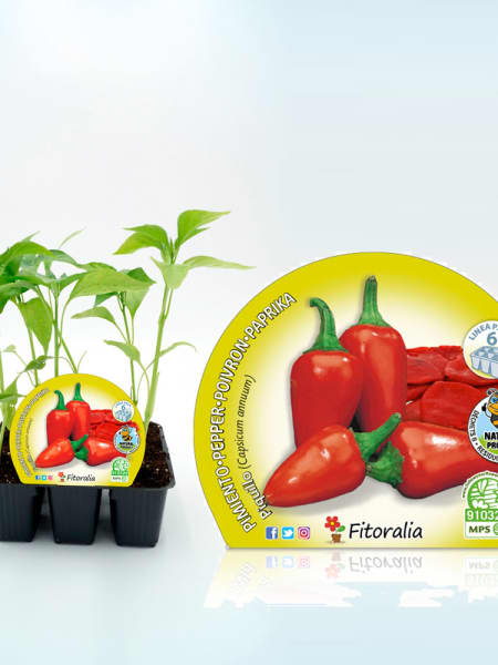 Pimiento piquillo - Pack de 6 plantas de huerto