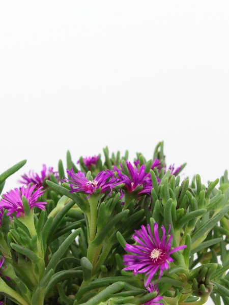 Delosperma cooperi