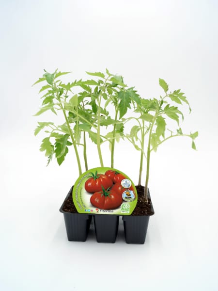 Tomate Raf - Planta de huerto
