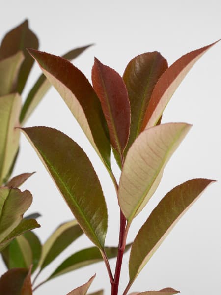 Fotinia fraseri 'Red Robin'