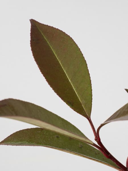 Fotinia fraseri 'Red Robin'