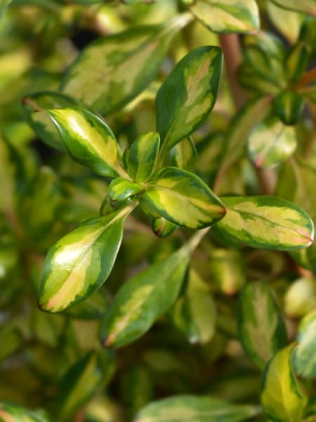 Coprosma 'Lemon and Lime'