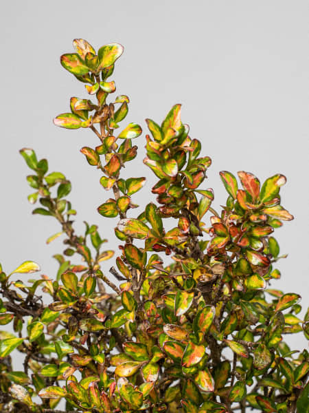 Coprosma 'Lemon and Lime'