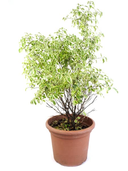 Pittosporum tenuifolium 'Variegata'