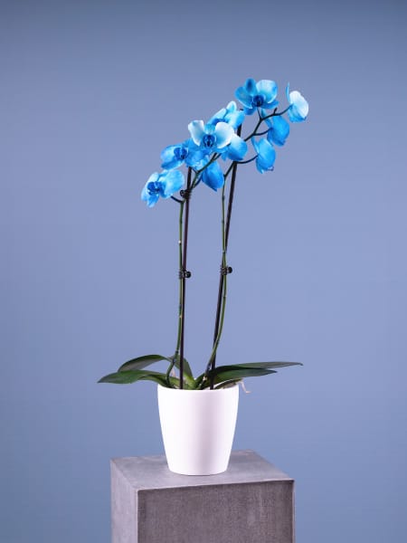 Orquídea Premium Phalaenopsis 'Royal Blue'