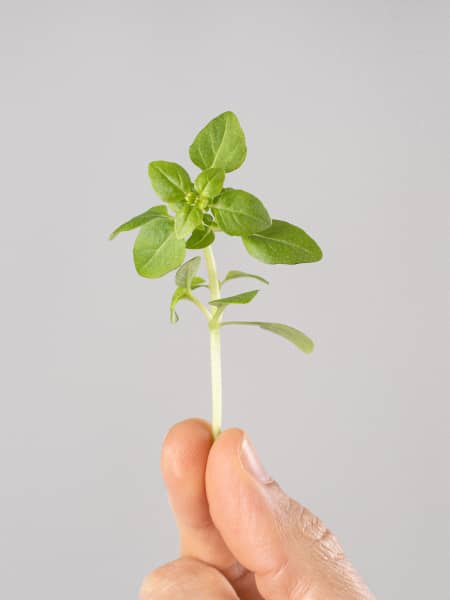 Albahaca hoja pequeña - Planta aromática
