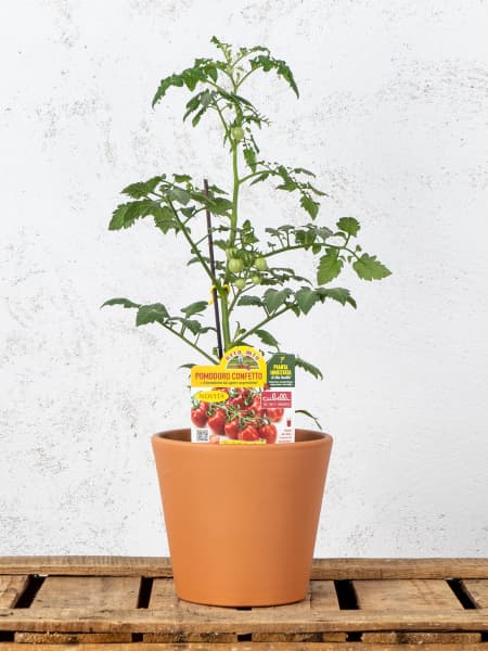 Tomate injertado Berry Confetto - Planta de huerto