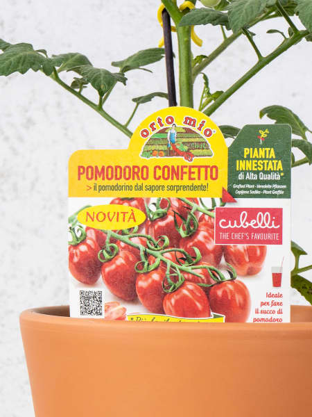 Tomate injertado Berry Confetto - Planta de huerto