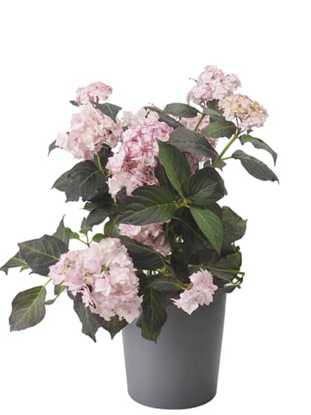 Hortensia de exterior
