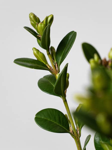 Boj arbusto (Buxus microphylla 'Faulkner')