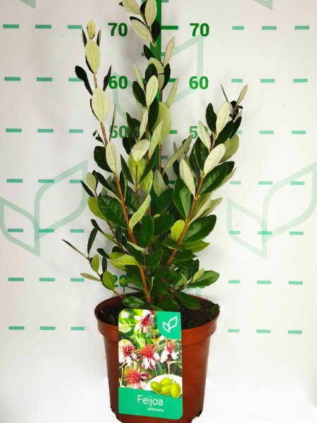 Acca sellowiana (Feijoa o Guayabo del Brasil)