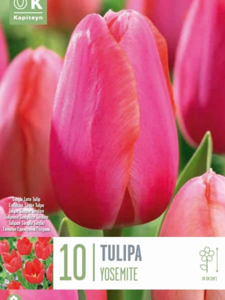 Bolsa 10 bulbos tulipanes single late cape holland