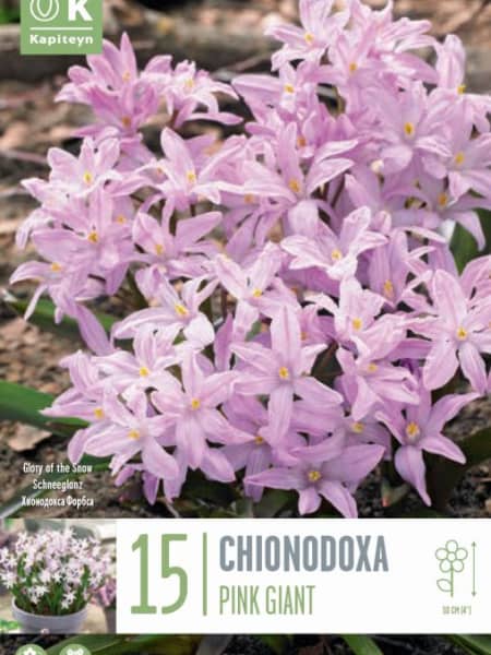 Bulbos de Scilla forbesii 'Pink Giant'