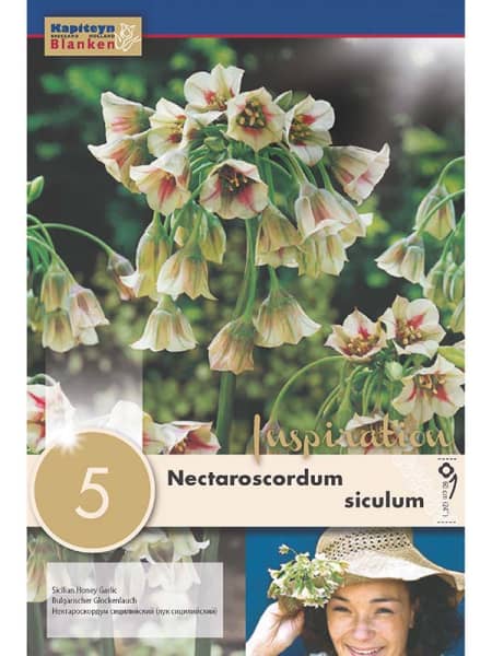 Bulbos de Allium siculum