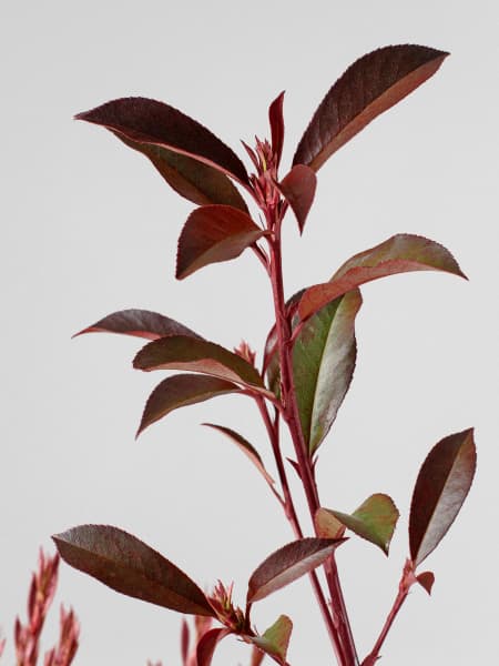 Fotinia fraseri 'Carré Rouge'