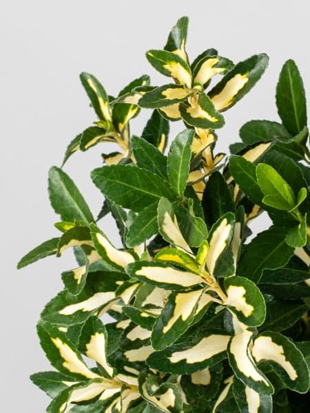 Evónimo Luna - Euonymus japonicus 'Mediopicta'