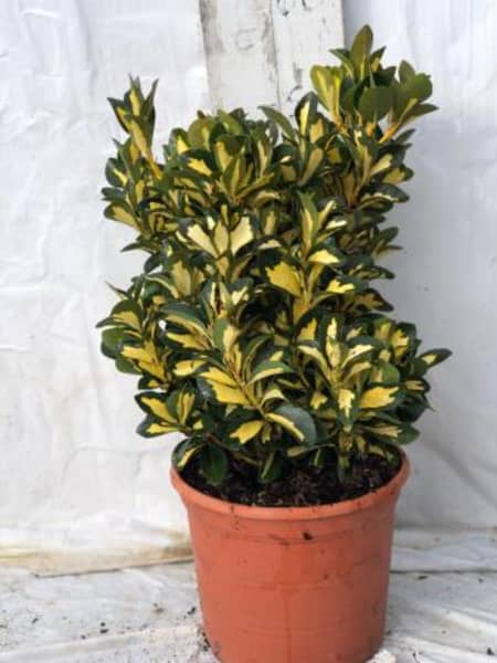 Evónimo Luna - Euonymus japonicus 'Mediopicta'