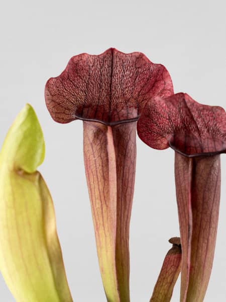 Sarracenia sp.