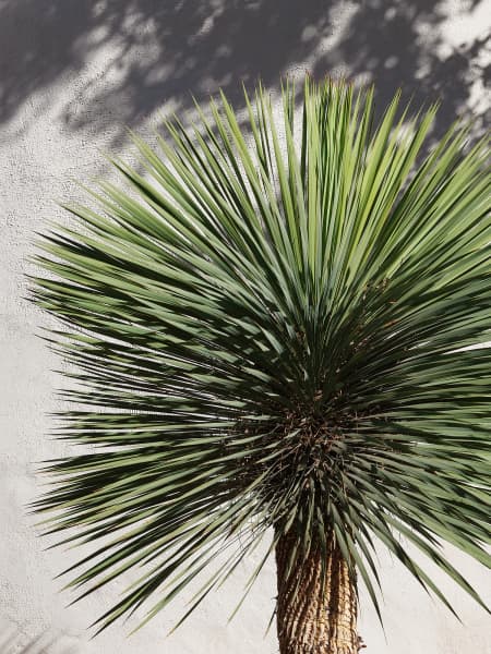 Yucca rostrata
