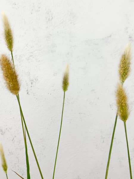 Gramínea Pennisetum 'Red Bunny Tails'