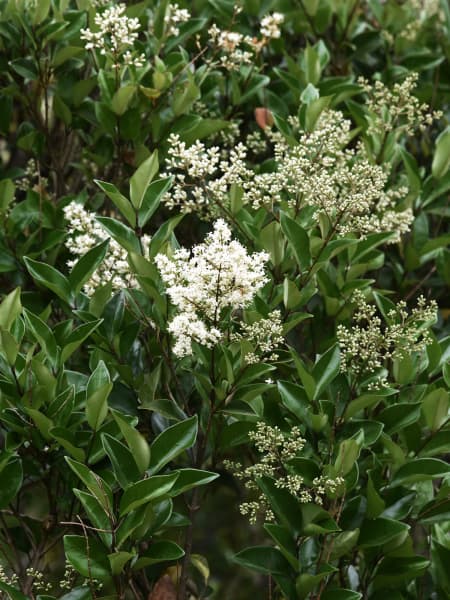 Ligustrum japonicum (Aligustre)
