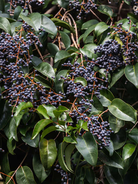 Ligustrum japonicum (Aligustre)