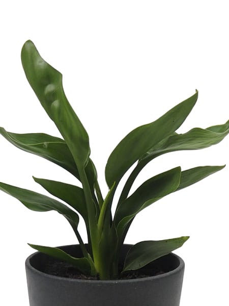 Strelitzia reginae (Ave del Paraíso) - mini