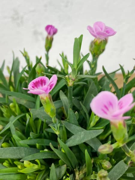 Clavel (dianthus pink kisses)