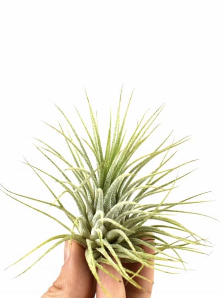 Tillandsia (especies variadas)