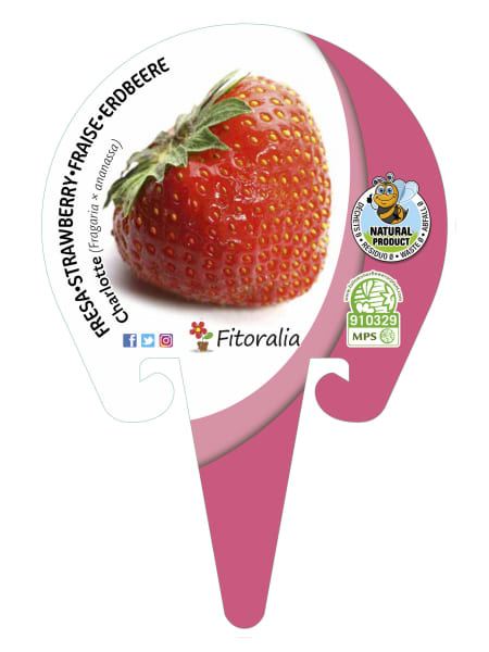 Fresa Charlotte - Planta de huerto