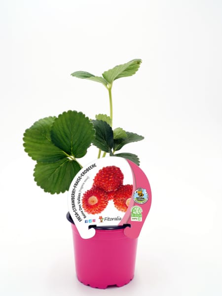Fresa silvestre 'Reine Des Vallées' - Planta de huerto