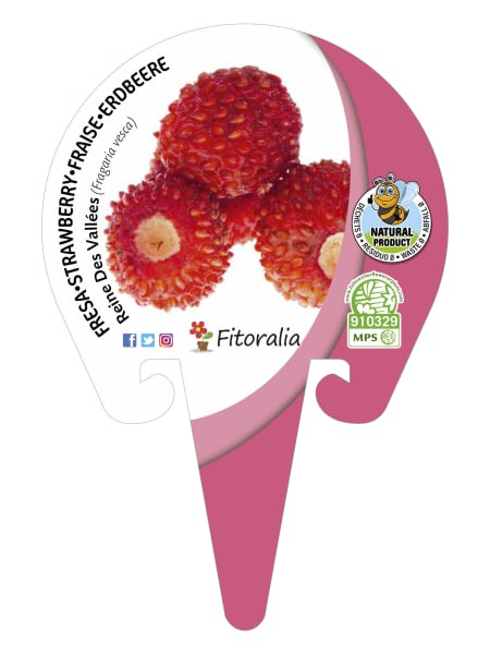 Fresa silvestre 'Reine Des Vallées' - Planta de huerto