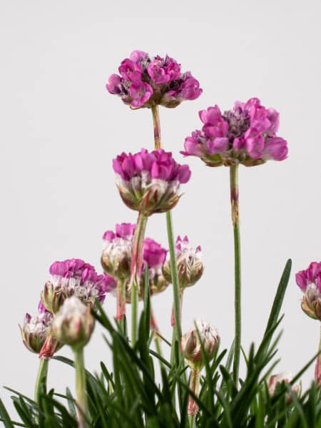 Armeria maritima (Clavelina del mar)