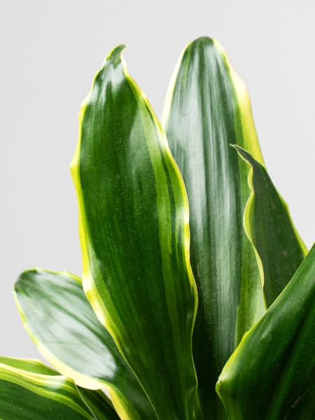 Dracaena fragrans 'Golden Coast'