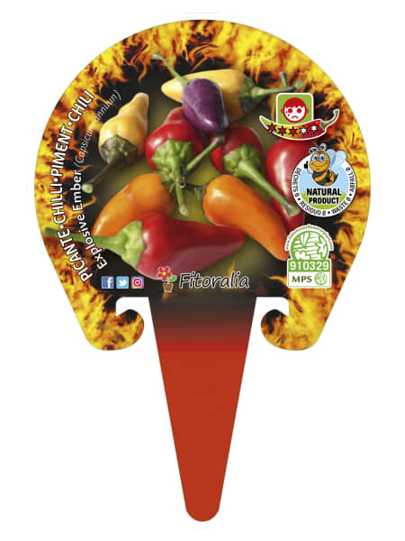 Picante explosive ember - Planta de huerto