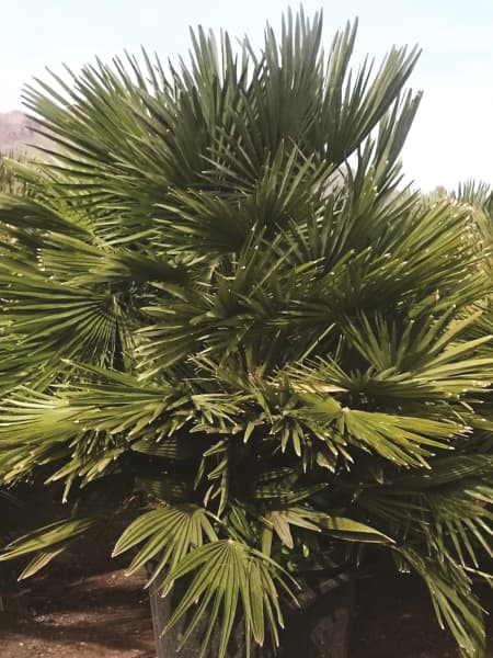 Palmito (chamaerops humilis vulcano)