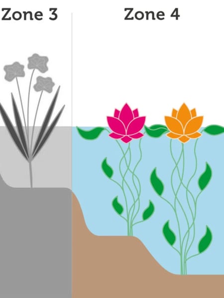 Nenúfar Nymphaea hollandia - Planta aguas profundas de estanque