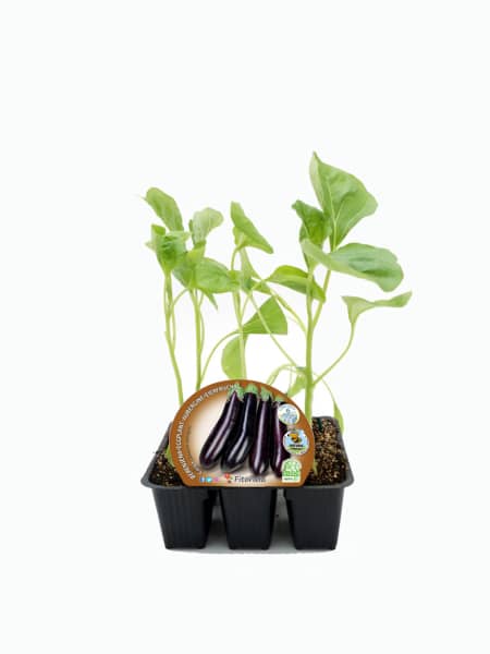 Berenjena Larga negra - Planta de huerto