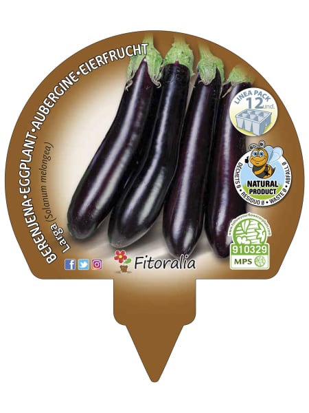 Berenjena Larga negra - Planta de huerto