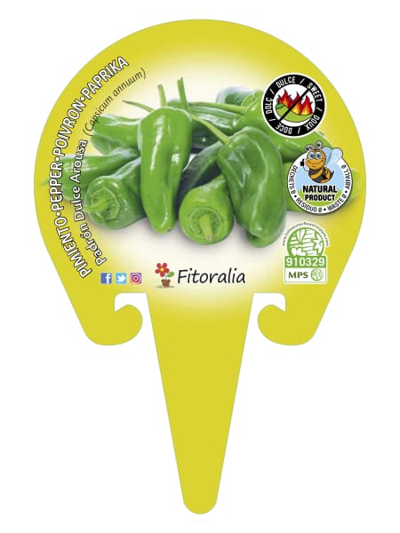 Pimiento padron dulce - Planta de huerto