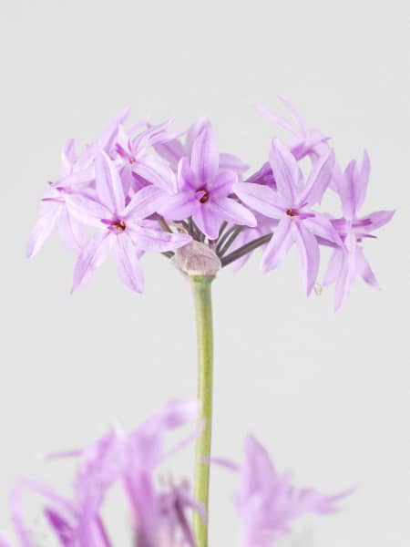 Tulbaghia violacea