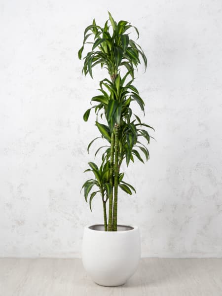 Dracaena fragrans 'Hawaiian Sunshine'