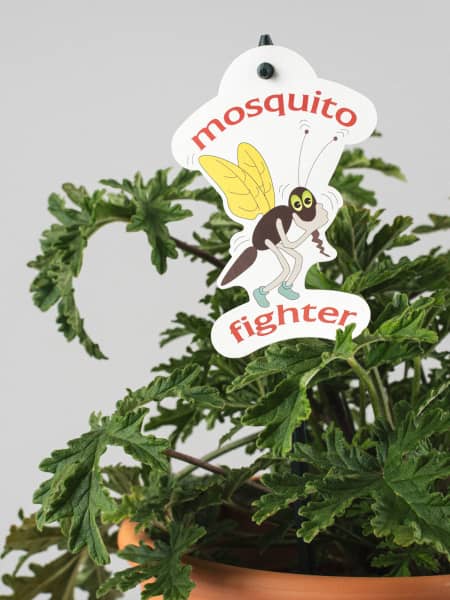 Geranio aromático antimosquitos