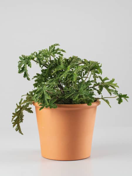 Geranio aromático antimosquitos