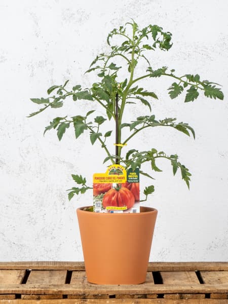 Tomate injertado Corazón de Buey 'Cuoremio' F1 - Planta de huerto